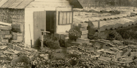 30 июля 1928 года из Николаевска-на-Амуре Ольскому РИКу были высланы семена для пробного посева - Kolyma.Ru