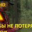Идете в лес? Прочитайте это!. - Емельяновский район