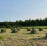 20 тысяч тонн сена заготовлено на сегодня в Якутии - Yakutia-Daily.Ru
