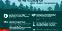 Сбор дикоросов - Администрация г. Кызыл
