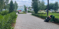 В Кирове провели стрижку живых изгородей - Kirov.Online
