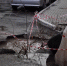 Мусоровоз провалился под асфальт на улице Хользунова в Воронеже - ГТРК Воронеж