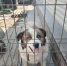 Большая помощь маленьким друзьям: южноуральцы собрали 50 кг корма для собак-инвалидов - Сосновская нива