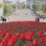 В Орле в День города споёт Цой - OrelGrad.Ru