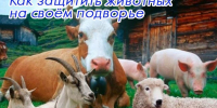 Как защитить животных на своём подворье - Газета Ваша звезда
