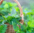 Фото: Lipatova Maryna/Shutterstock/Fotodom - Ямал-Медиа