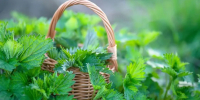 Фото: Lipatova Maryna/Shutterstock/Fotodom - Ямал-Медиа