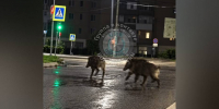 Воронежцы вечером 29 июля заметили гуляющих по дороге кабанчиков - РИА Воронеж