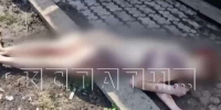 Появились новые подробности зверского убийства 27-летней девушки в Починках - НИА Нижний Новгород