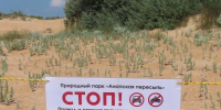 Под Анапой огородили дюны, на которых растет очень редкое растение - Газета Анапское Черноморье