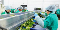 Народная программа: технологический и продовольственный суверенитет. Как Котельники укрепляют продовольственную безопасность Подмосковья - Kotelniki.Info