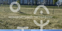 В Петербурге уничтожили борщевик в районе намыва Васильевского острова - Spbdnevnik.ru