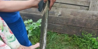 Гвоздь насквозь пробил стопу 8-летней девочки во время прогулки в Липецке - Липецкая ГТРК