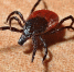 Фото: Pixabay - Мой район
