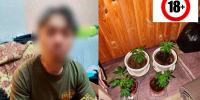 Гражданин Вьетнама вырастил мини-плантацию конопли в квартире в Городце - НИА Нижний Новгород