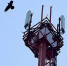 Российская базовая станция от МТС накрыла LTE старинное сибирское село в Приангарье МТС - IrkutskMedia.Ru