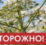 Памятка о мерах безопасности при обращении с борщевиком Сосновского - Газета Заря Урала