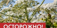 Памятка о мерах безопасности при обращении с борщевиком Сосновского - Газета Заря Урала