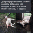 В Тростянке бродячие собаки уничтожают кур, кроликов и даже крупный скот - Balashover.Ru