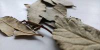 Зачем добавлять лавровый лист в кофе: запомните это на всю жизнь - Pg11.Ru