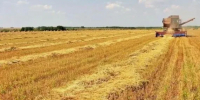В Татарстане продолжается уборочная кампания: аграрии собрали более 27 тысяч тонн зерна в Заинском районе - Global-Kazan.Ru