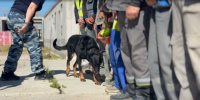 Под Петербургом полиция с коптером и тепловизором искала нелегалов - 47 новостей