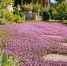 Вместо зеленого газона— розовое облако»: сею многолетник, который цветет ковром и не стаптывается - аромат на весь участок - Pg13.Ru