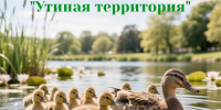 На пруду Корчагинец  поселятся новые обитатели - утки - Министерство лесного, охотничьего хозяйства и природопользования