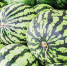 Fresh watermelons. - Газета Восход