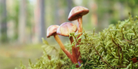 Фото: Lizavetta/Shutterstock/Fotodom - Ямал-Медиа