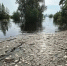 Резкое снижение содержания растворенного кислорода в реке Туре могло вызвать гибель рыбы - M24.Ru