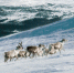 group-elks-climbing-up-mountain-covered-with-snow_1_1.jpg - GorodnaBire.Ru