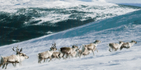 group-elks-climbing-up-mountain-covered-with-snow_1_1.jpg - GorodnaBire.Ru