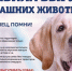 Требования по выгулу домашних животных - Терский район
