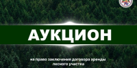 Проводится открытый аукцион на право заключения договора аренды лесного участка - Министерство лесного, охотничьего хозяйства и природопользования