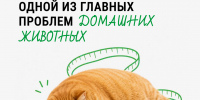 Лишний вес у собак и кошек является одной из самых распространённых проблем, с которой сталкиваются ветеринары. - Департамент ветеринарии