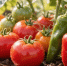 Один спичечный коробок на ведро воды под корень: томаты и перцы больше не страдают от вершинной гнили - Кубанские Новости