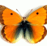 1 Желтушка Тизо (Colias thissoa).JPG - Ставропольский музей-заповедник