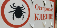 В Бурятии повышенный риск нарваться на инфицированного клеща - ИА Байкал-Daily
