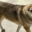 собака - Bankfax.Ru