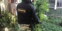 Более 160 кустов конопли изъяли у двух сельчан полицейские в Биробиджанском районе ЕАО - РИА Биробиджан