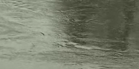 В Орловском карьере Петербурга во время купания утонул молодой мужчина - tvspb.ru - ТК Санкт-Петербург