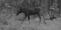 Ночью в фотоловушки Мордовского заповедника попали зубры, лось и медведь - Info-Rm.Com