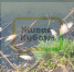 Власти установили виновных в отравлении реки в станице Динской Краснодарского края, но проблема все еще не решена - LiveKuban.Ru