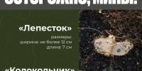 Порядок действий при обнаружении взрывоопасных предметов (мины «Лепесток» и «Колокольчик») - Неверкинский район