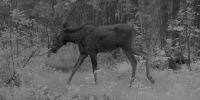В фотоловушки Мордовского заповедника попали лось и рысь - Pg13.Ru