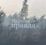 В лесах Марий Эл огонь прошелся по площади 12,9 гектара - Марийская правда