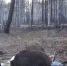 В Амурской области начался сезон охоты на медведей, кабанов и волков - ИА Порт Амур