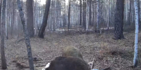 В Амурской области начался сезон охоты на медведей, кабанов и волков - ИА Порт Амур
