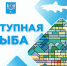 Где сегодня купить свежую рыбу в Южно-Сахалинске по доступной цене - Администрация г.Южно-Сахалинск